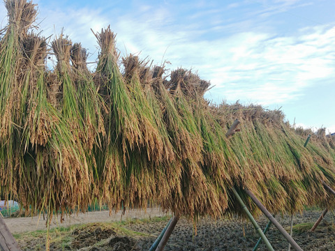 自然栽培米 【 ハッピーヒル】 (白米9kg)　令和4年度産／農薬・肥料不使用・はざかけ天日干し