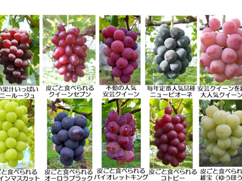 【カナダ人農園主の真心を込めた】食べ比べセット５品種（約２.4ｋｇ）