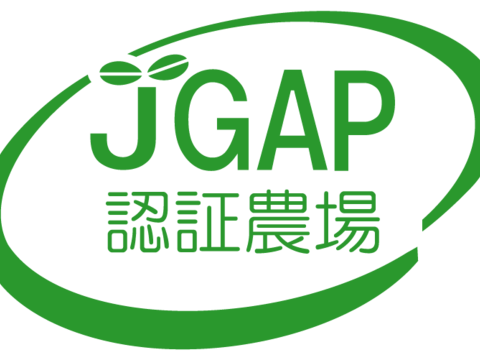 【高糖度｜JGAP取得】完熟シャインマスカット お試し1房(500ｇ×1房)