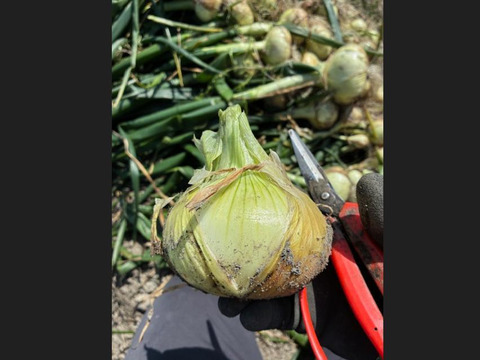 【訳あり数量限定】淡路島産ブランド新玉ねぎ 『にじたま』極早生 5kgダンボール入り（ご家庭用・17～20個前後） 使いやすいM・L・2L混在！◎農家直送