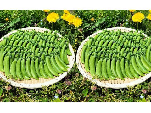 スナップエンドウ プリッと甘い＜約1,400g＞