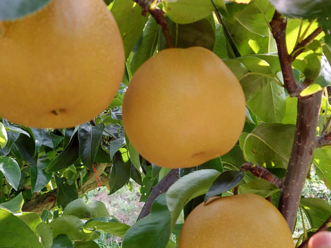 先行予約！【新高にいたか梨】宅配80sizeに入るだけ。