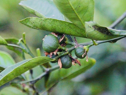 【えひめ・しまなみの島いよかん】瀬戸内海よりお届け！いまが旬の宮内いよかん８㎏【約３０～４０個・サイズ混合・ご家庭用】ぷりっぷりの果実がたまらない！