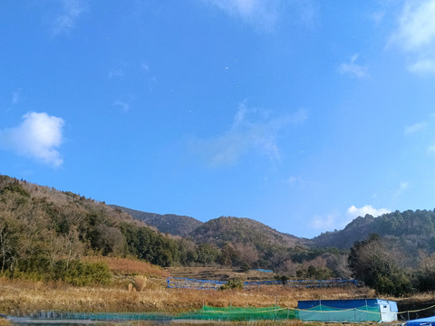 【ぷりぷり初玉】阿波　放し飼い有精卵「池田なません」4個
