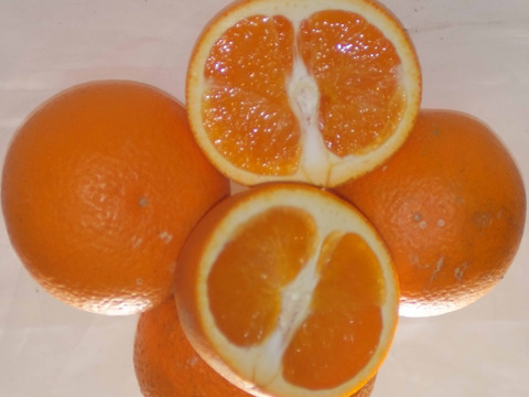 訳あり【果汁たっぷり清見】糖度11度以上2Kg和歌山産冷蔵便