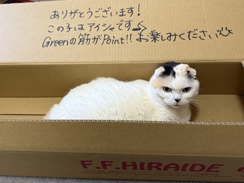 【年末向け含みます】アイシャ3輪3本束 ❤簡易包装❤　※年末のご予約締め切りは12月22日午前9時まで！！