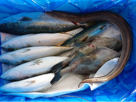 新潟県粟島産 漁師のまかない 未利用魚セット 新潟県産 食べチョク 農家 漁師の産直ネット通販 旬の食材を生産者直送
