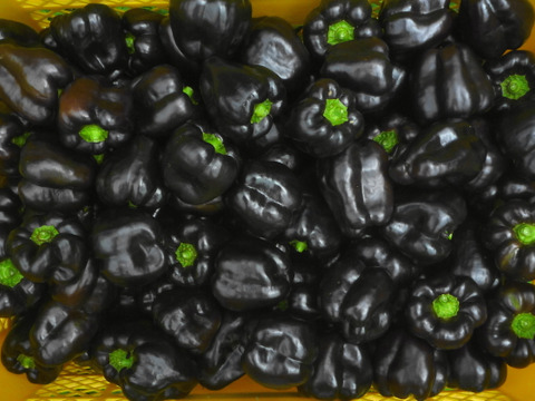 食欲の秋に黒の力❗かわいい黒ピーマン!30ケ～農薬/化学肥料・不使用