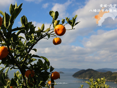 マーマレード・ジャム３個+青伊予柑胡椒２個セット  無着色 無香料 ギフト 農家手作り 旬の柑橘 贅沢ジャム