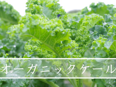 サラダ・スムージー用オーガニックケール【80gパック・30入り】