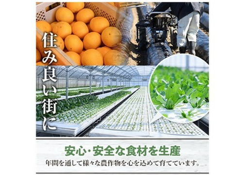 冷凍小松菜　鹿児島県産　250g×3袋