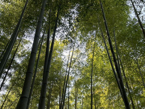 【自然栽培】京都　山城のたけのこ（3ｋｇ）