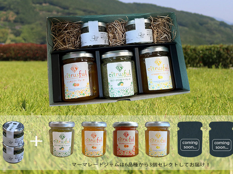 マーマレード・ジャム３個+青伊予柑胡椒２個セット  無着色 無香料 ギフト 農家手作り 旬の柑橘 贅沢ジャム
