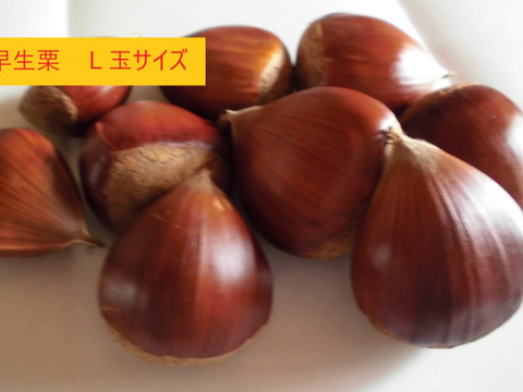 信州　小布施栗　早生栗 L玉1キロ