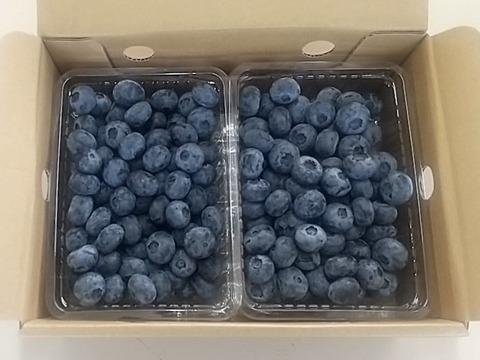 大粒フレッシュブルーベリー １kg 信州長野 農薬不使用【新鮮生食用】