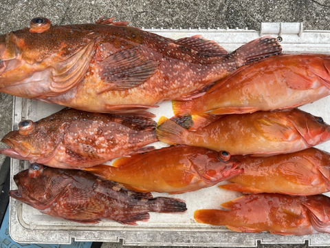 明日朝まで限定！捕れたて！カサゴ・アカハタ 約4kg長崎県対馬市(内臓・鱗処理済)