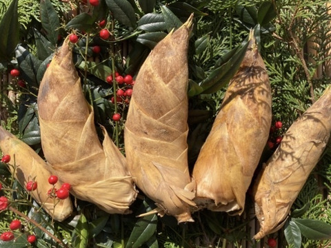 早堀りたけのこ　鹿児島県産　1キロ箱込　白子筍　野菜　農薬不使用 竹の子