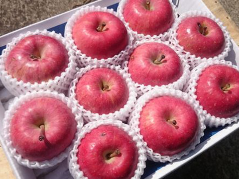 ◎特別栽培りんご◎【特選品】早生ふじ【昂林】8〜12玉