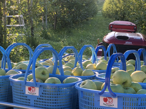 青森県産　黄王(きおう)　贈答用　約3キロ　和梨の様なシャキシャキ食感の、軽やかな甘さの夏りんご