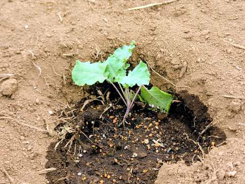 １月発　【早春の高級食材♫】ケール✖️芽キャベツ＝“プチヴェール“　（予約増量）　450g →500g〜from 名水の里　神奈川県秦野市