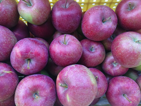 「採れました！」今年最初の収穫りんご！「恋空約5kg」栽培が少ない品種です。ネーミングも良いですが味も、夏りんごの魅力を（写真は7/25日現在）お届け後この猛暑ですので冷蔵庫にて保存お願いします。