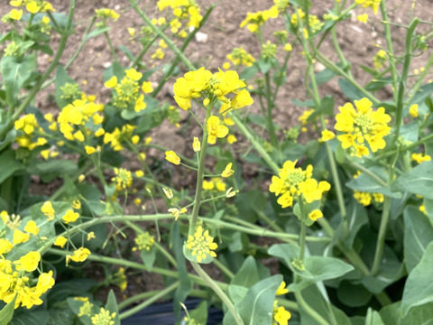 【当日採取でお届け】白菜の花 500g  おひたしにおすすめ♪ えぐみが少なくほのかに甘い 栽培期間中農薬不使用 まもなく終了