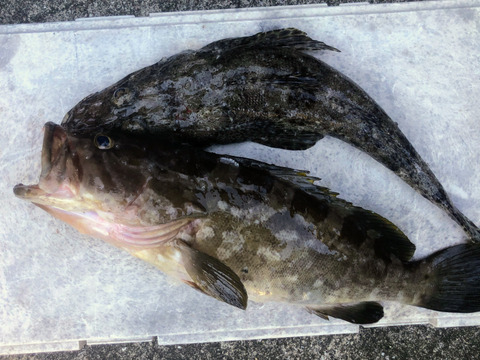 明日朝まで限定！捕れたて！マゴチ・クエ約2.5kg 幻の魚セット長崎県対馬市(内臓・鱗処理済)