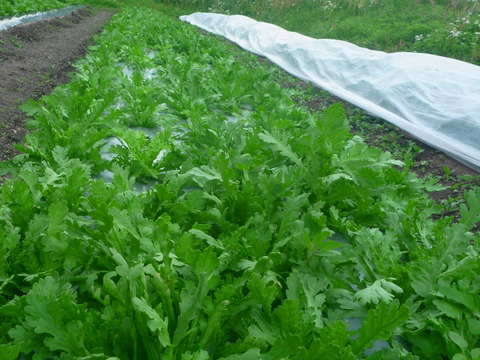 香りスッキリ!春菊800ｇ～農薬/化学肥料・不使用