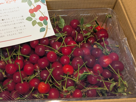 【超貴重】サワーチェリー 約1キロ 商品ID41257 幻 まぼろし 加工してください