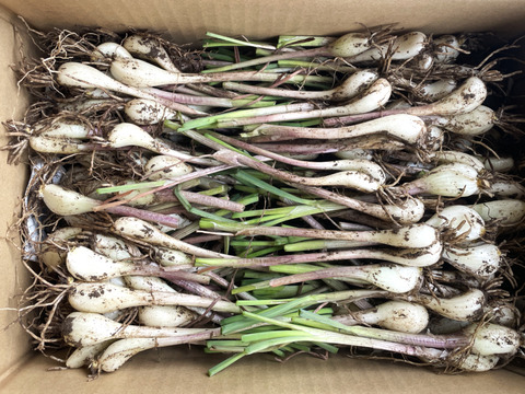 らっきょう　箱込み20キロ 旬の今だけ】土付きらっきょう5kg（らっきょう漬けに）｜朝どれ｜ 収穫