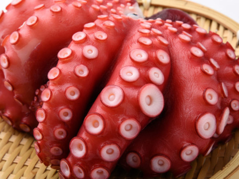 日間賀島産【マダコ】島の宝蛸
一級品、別格の旨味、
1.5k個体1匹　内臓を採って冷凍発送
タコ，BBQでぜひ！