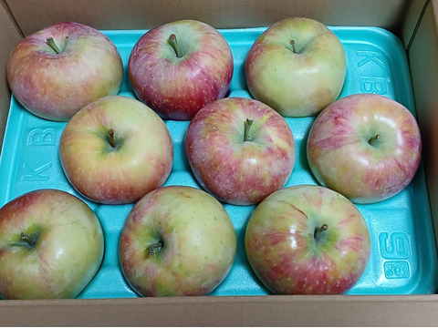 信州小布施 新品種の夏りんご「シナノリップ」 家庭用3キロ：長野県産