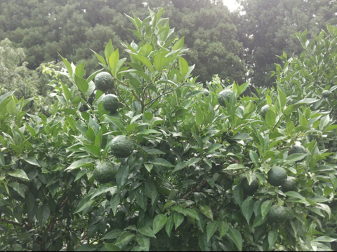 超貴重　有機JAS青柚子　玉販売 20玉 (柚子胡椒用など) 　クール便