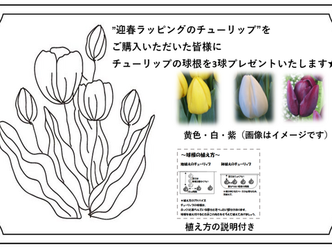 おまけ付き 年末にチューリップを飾りませんか 12月27日 火 発送 新潟県産チューリップ切り花2色ミックス本 桃系 黄色系 北海道 沖縄県配送不可 新潟県産の花 植物 食べチョク 産地直送 産直 お取り寄せ通販 農家 漁師から旬の食材を直送