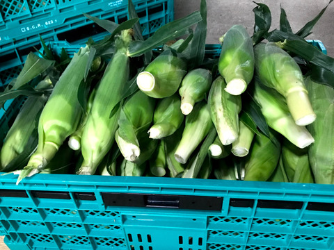 朝採れ新鮮ジューシー‼新品種「ゴールデンタイム」8本🌽銀座おむすび屋の御用達🍙魚沼産とうもろこし👑フルーツの様に甘い✨大きく食べ応え◎売り切れ次第終了‼夏ギフト🎁