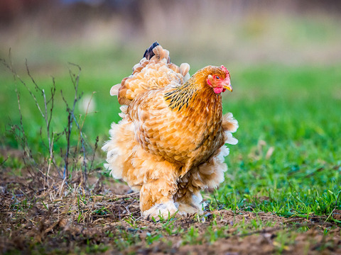 １日数量限定 平飼い『盈月の卵』世界最大級の鶏ブラマ６個入り