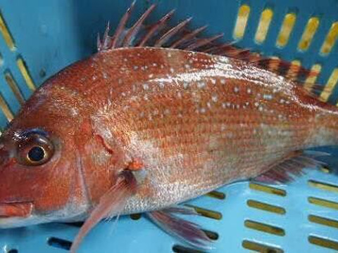 【鮮度抜群】天然活〆真鯛（1.5〜2kg）｜数量限定