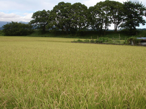 令和６年新米「はるみ」10Kg 1名様限定　冷めても美味しい