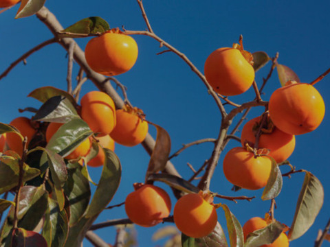 次郎柿　訳あり　2kg   格安です❗️