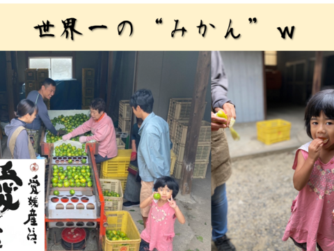 1級　愛媛県産　愛媛果試第２８号　Ｍ〜３Ｌサイズ　８〜１５個　 贈答用　お歳暮　プレゼントに