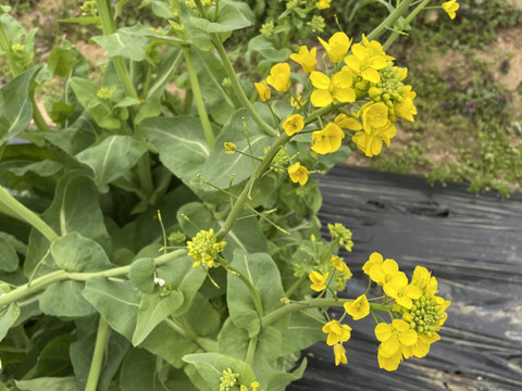 【当日採取でお届け】白菜の花 500g  おひたしにおすすめ♪ えぐみが少なくほのかに甘い 栽培期間中農薬不使用 まもなく終了