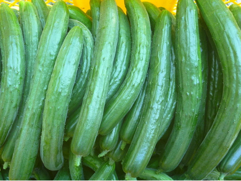 グリ－ンパワーで夏を楽しく！
ゴーヤ 5本　オクラ500ｇ　きゅうり500g～農薬/化学肥料・不使用