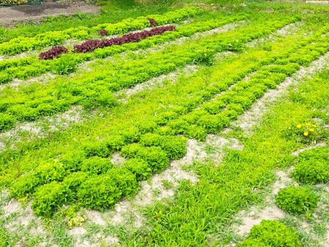自然栽培の野菜と加工品のセット