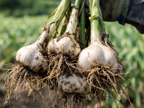 【にんにくの王様】青森 最高級にんにく『白玉王』の超希少な〝生〟にんにく（Lサイズ）
にんにくの概念変える！～ホクホク甘い、主役になるにんにく～