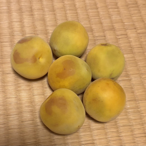 Ayuayu南高梅3L4L混合8キロ 紀州 生南高梅 熟青梅3Lサイズ優品 | おいしく食べて和歌山モール