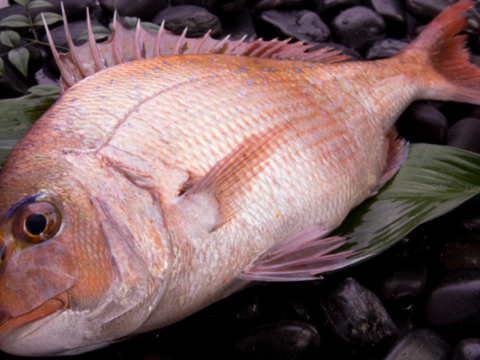 【冬ギフト】百年漁師のあおさのり＆真鯛詰合せ（ラッピング付・熨斗対応可）