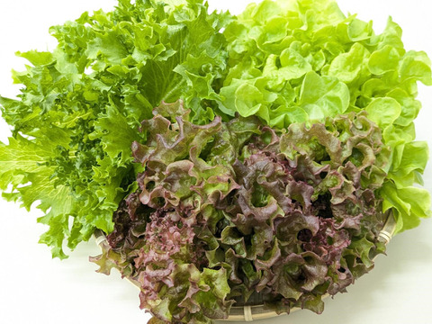 彩りと健康のレタス3種セット　レッドリーフ×フリルレタス×グリーンオーク　個包装約50g×6袋《高クロロゲン酸レタス＆異なる食感を楽しめる低硝酸態窒素レタス》