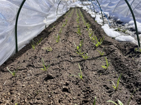 長野県産ほうれん草2kg