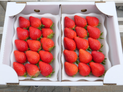 埼玉県産　かおりの