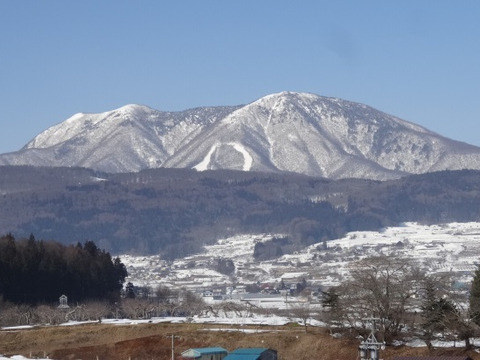 【信州飯綱産王林】甘みが強いがさっぱりした口触り(5kg)